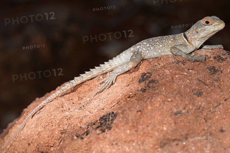 Madagascar Iguana