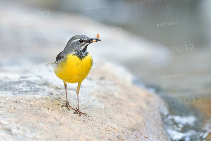 Grey wagtail