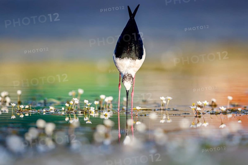 Black-winged stilt