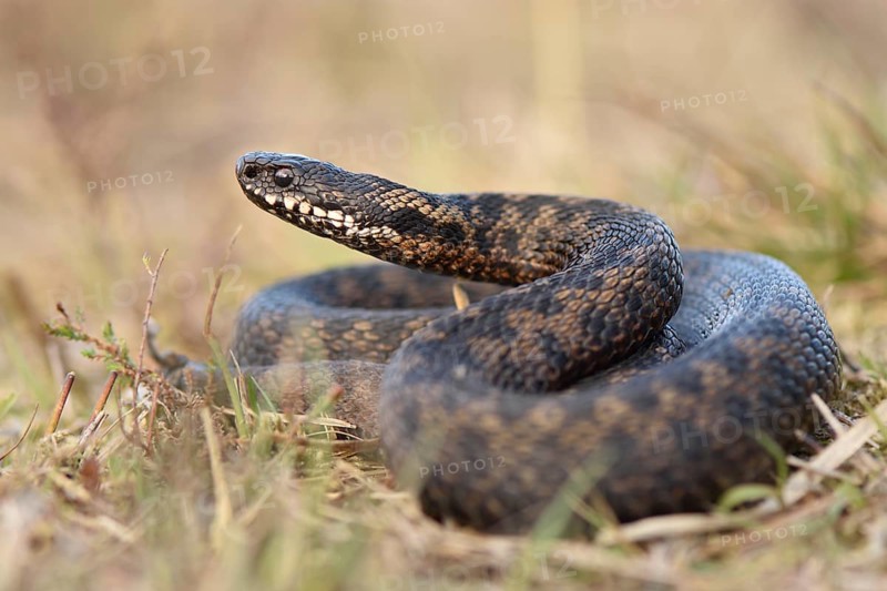 Male common European viper