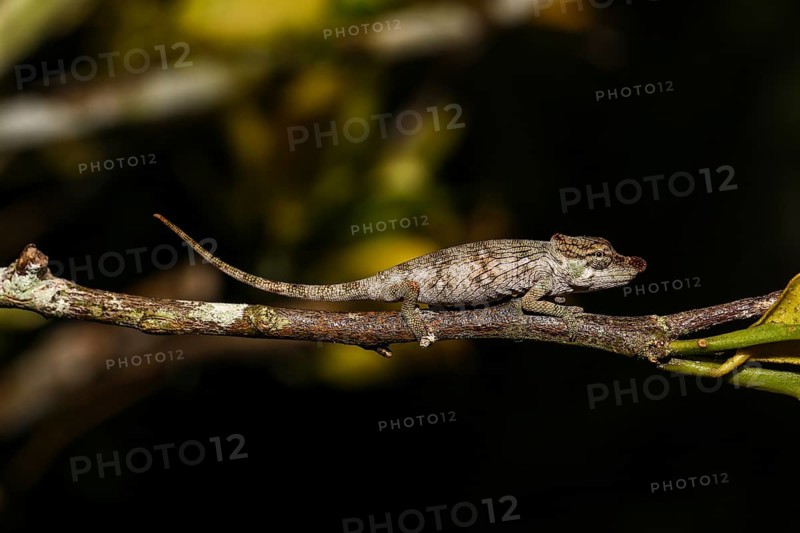 Female nose-horned chameleon