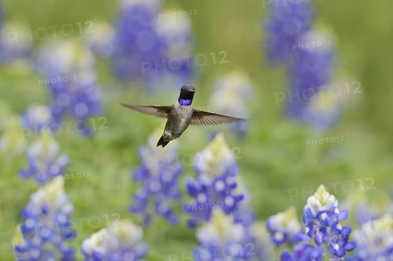 Black-chinned Hummingbird