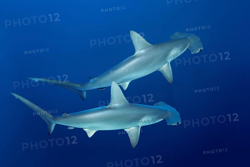 Two scalloped hammerhead sharks