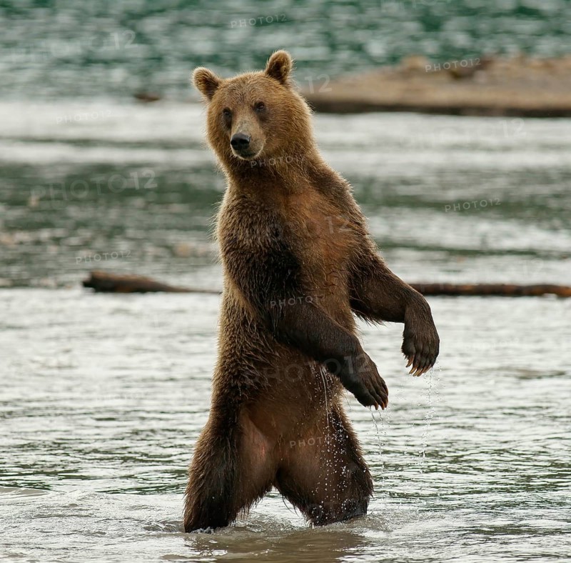 Brown bear