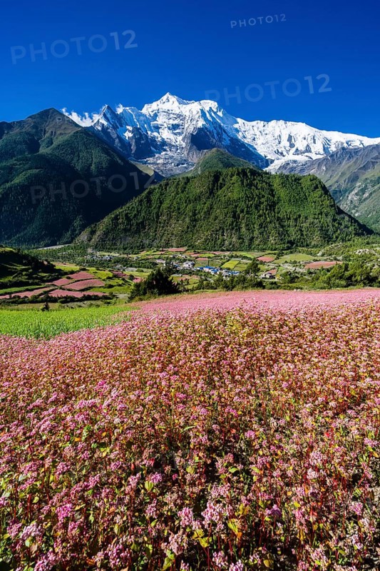 Agricultural landscape with the snowcapped mountain Annapurna 2