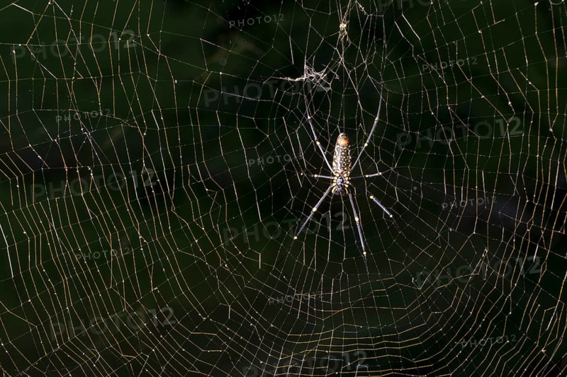 Golden Silk Orb-Weavers