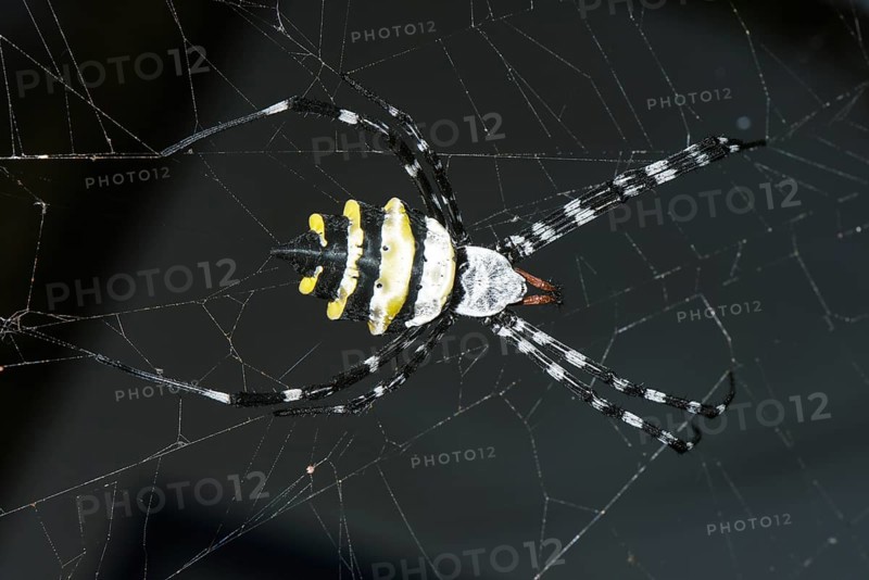 Wasp Spider