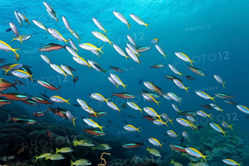 School of yellowback fusiliers