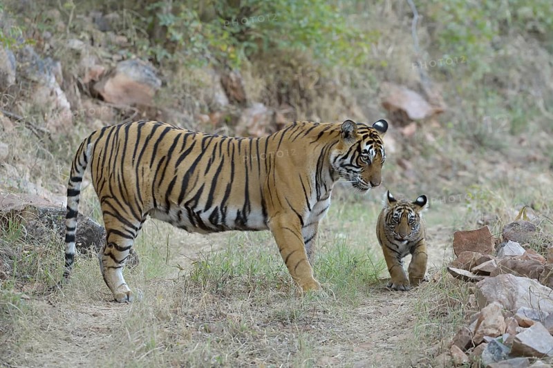 Bengal Tiger