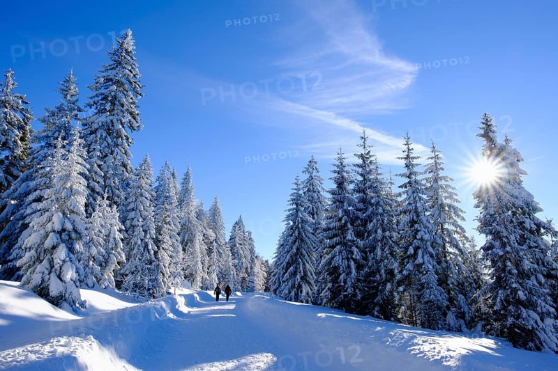 Spruce forest with snow