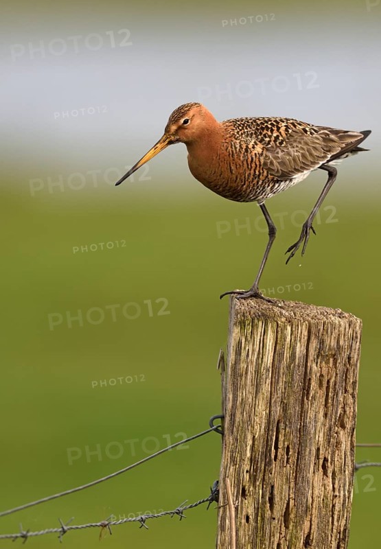 Black-tailed godwit