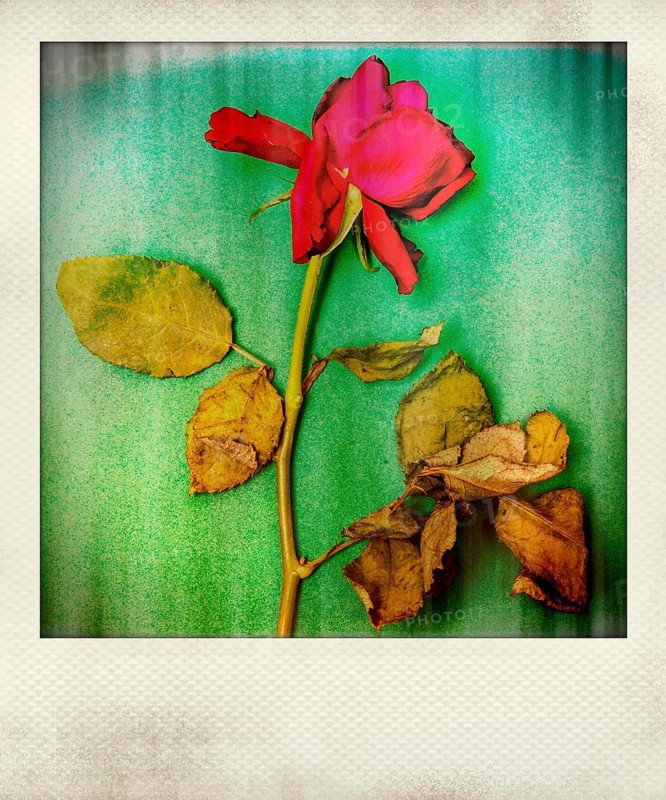 Polaroid effect of rose flower