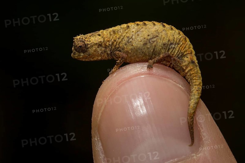 Amber Mountain leaf chameleon