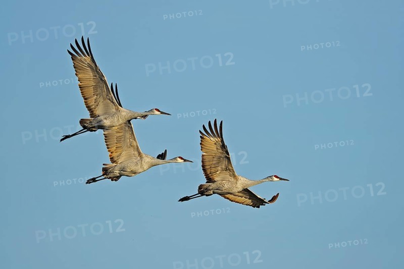 Sandhill cranes