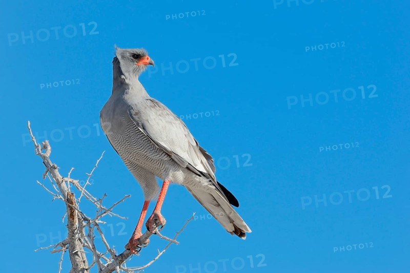 Pale chanting goshawk
