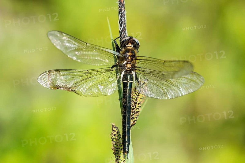 Alpine emerald