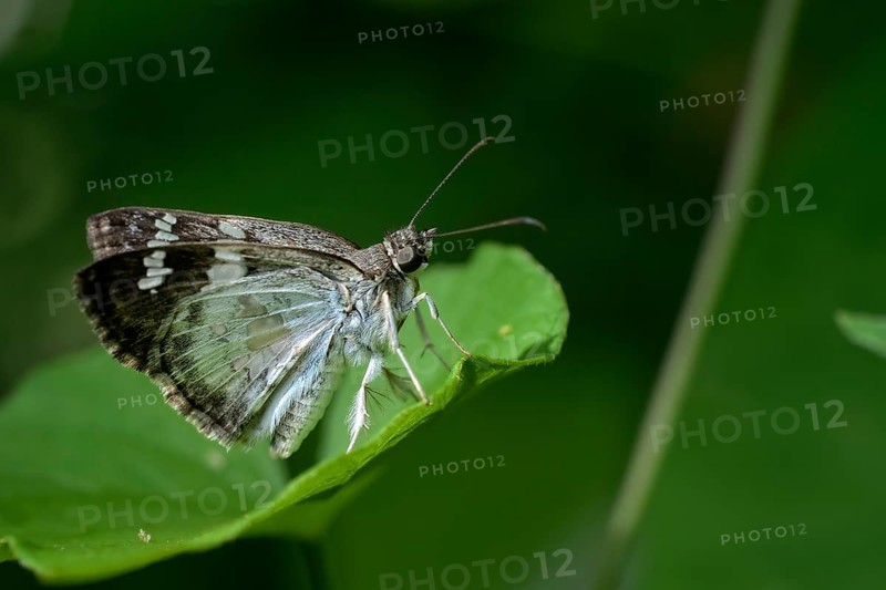 Glassy-winged Skipper