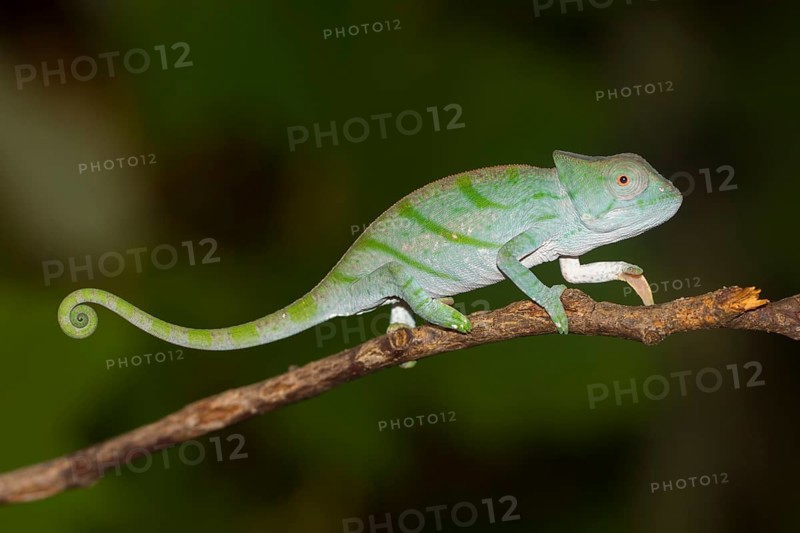 Parson's chameleon
