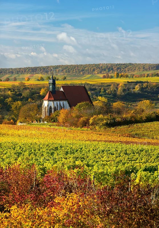 Vineyards in autumn
