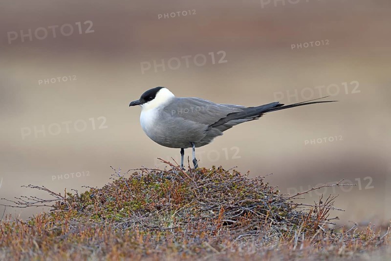 Long-tailed skua or long-tailed jaeger