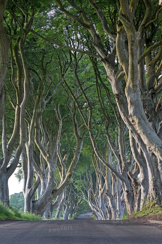 Beech tree avenue