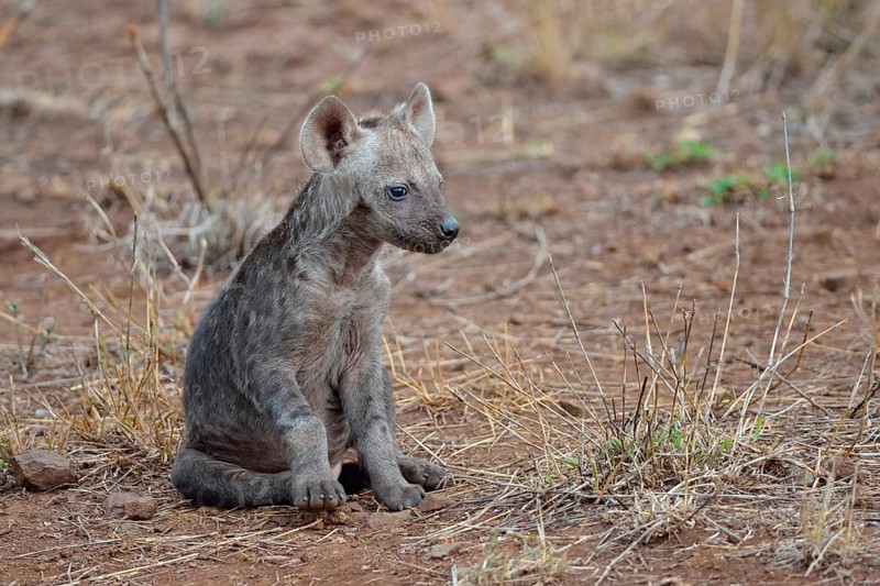 Spotted hyena or Laughing hyena