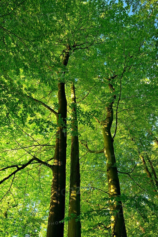Untouched beech forest