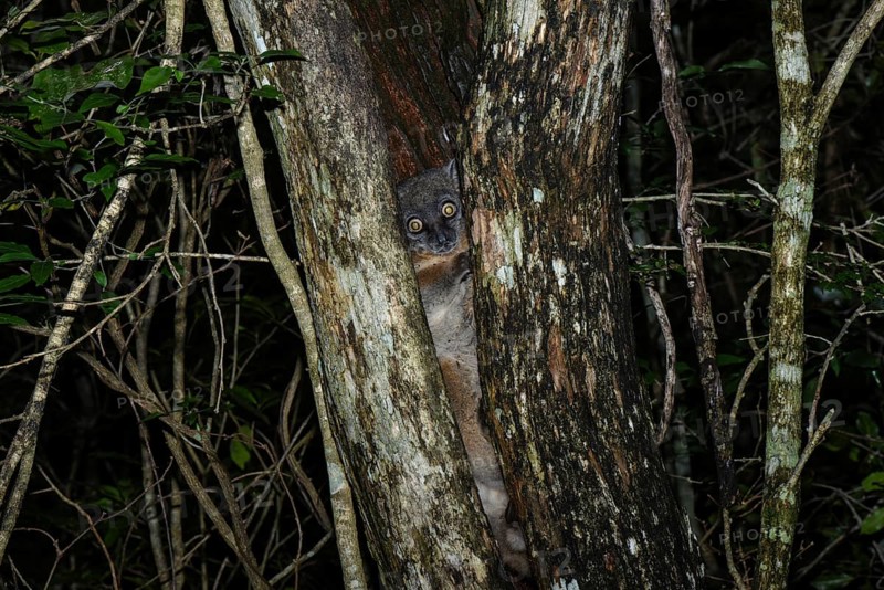 Hubbard's sportive lemur