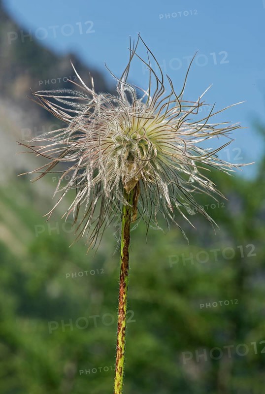 Infructescence