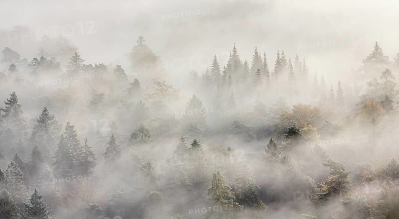 Palatinate forest in autumn
