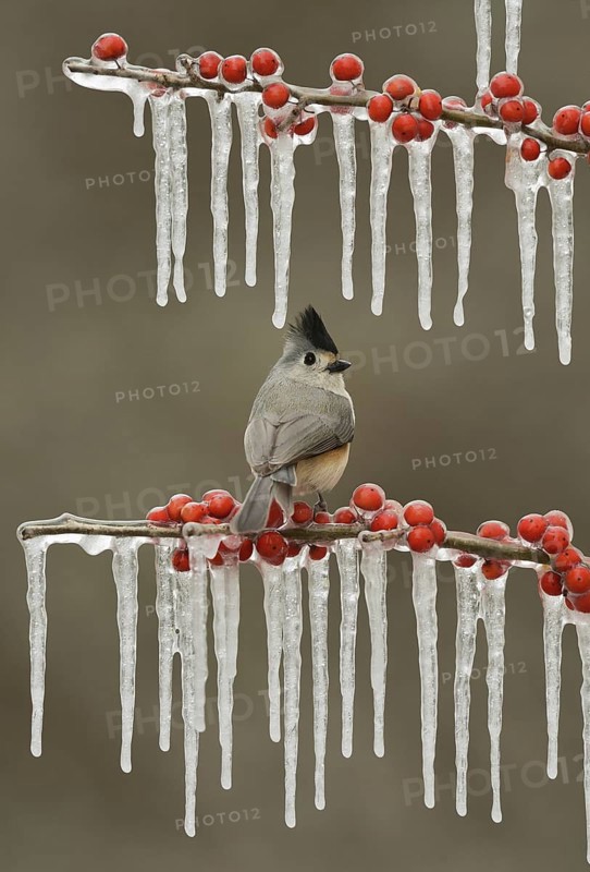 Tufted titmouse