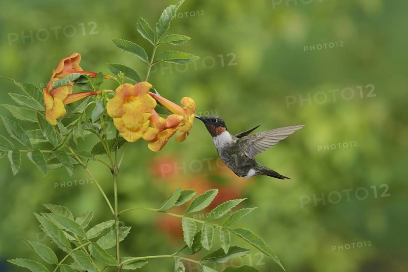 Ruby-throated Hummingbird