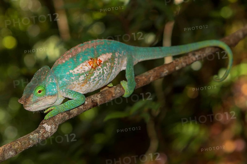 Parson's chameleon