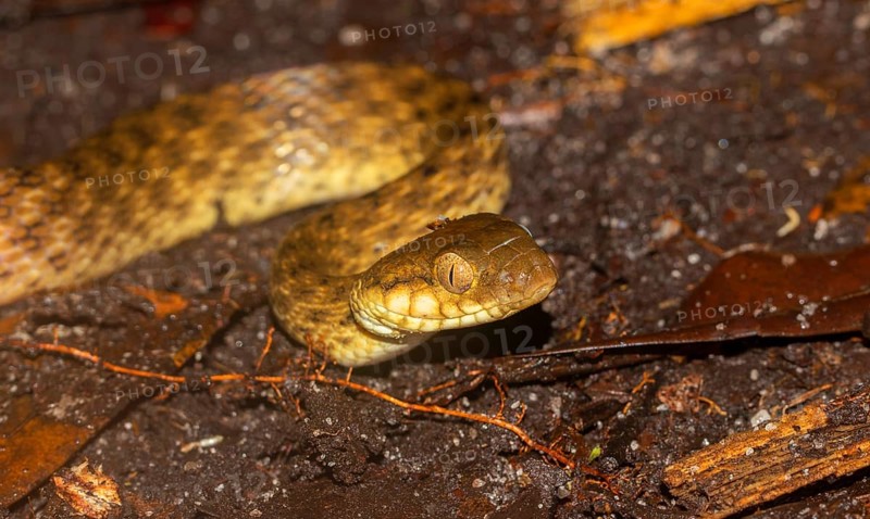 Madagascar night snake