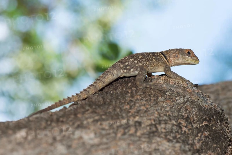 Madagascar Iguana