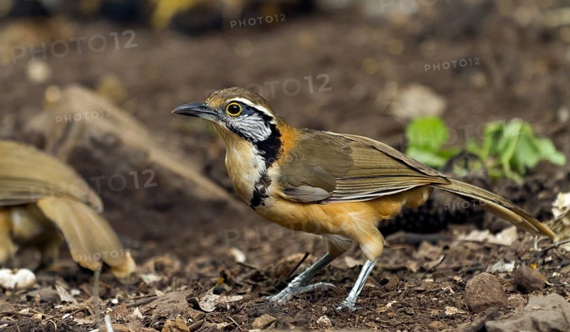 Lesser necklaced laughingthrush