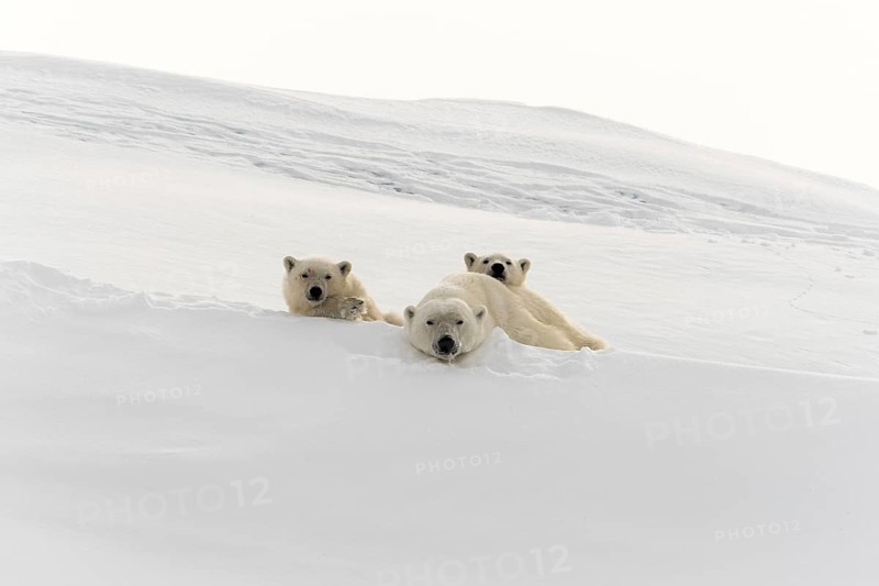 Polar bears