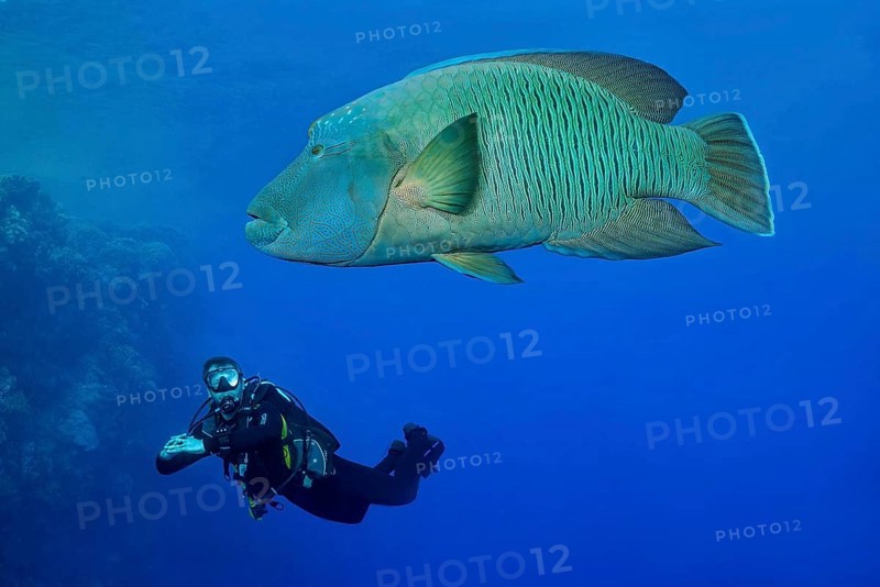 Napoleon fish with diver