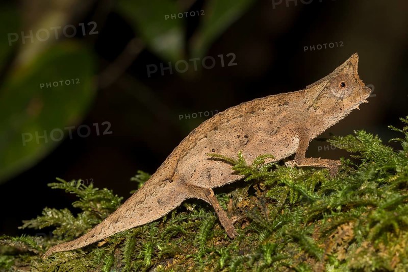 Brown leaf chameleon