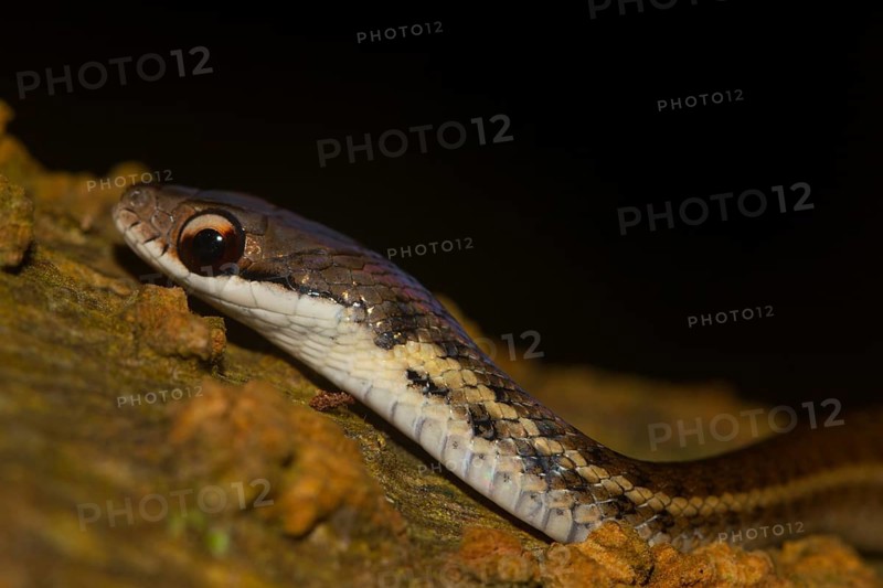 Yellow-striped water snake