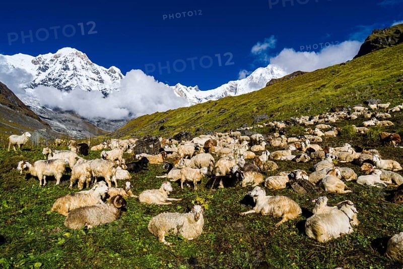 A herd of sheep is resting on a meadow