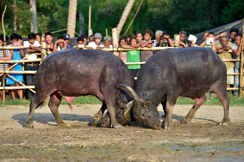 Two water buffalos