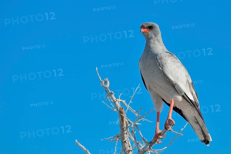 Pale chanting goshawk