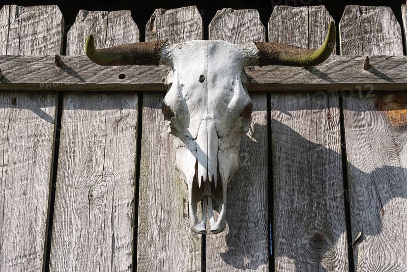 Bull skull with bullet hole