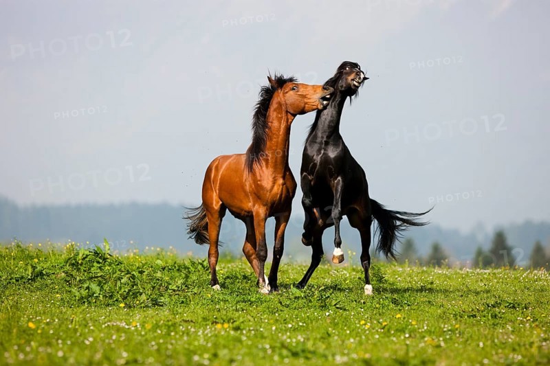 Morgan Stallion and Warmblood Stallion playing
