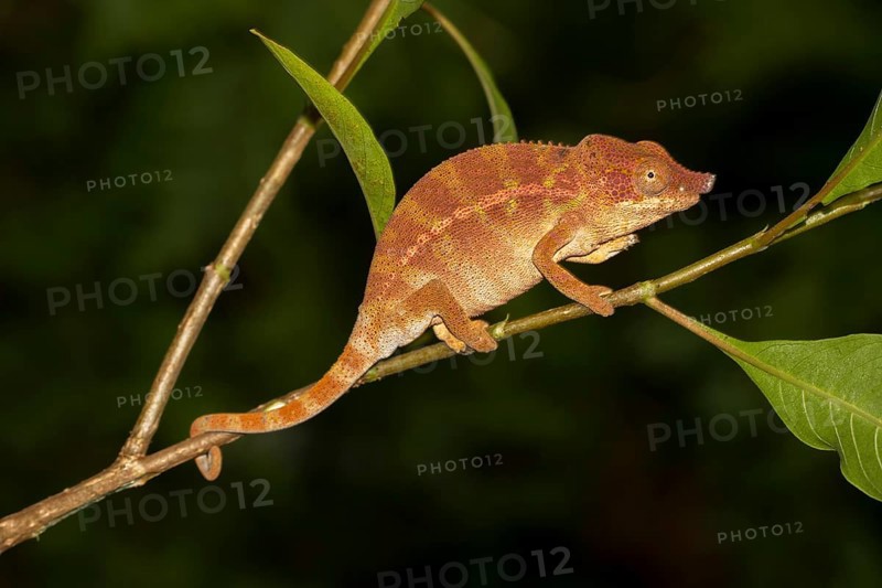 Rhinoceros chameleon