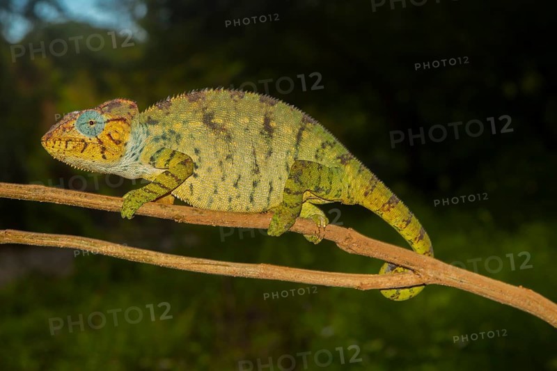Malagasy giant chameleon or Oustalets's chameleon