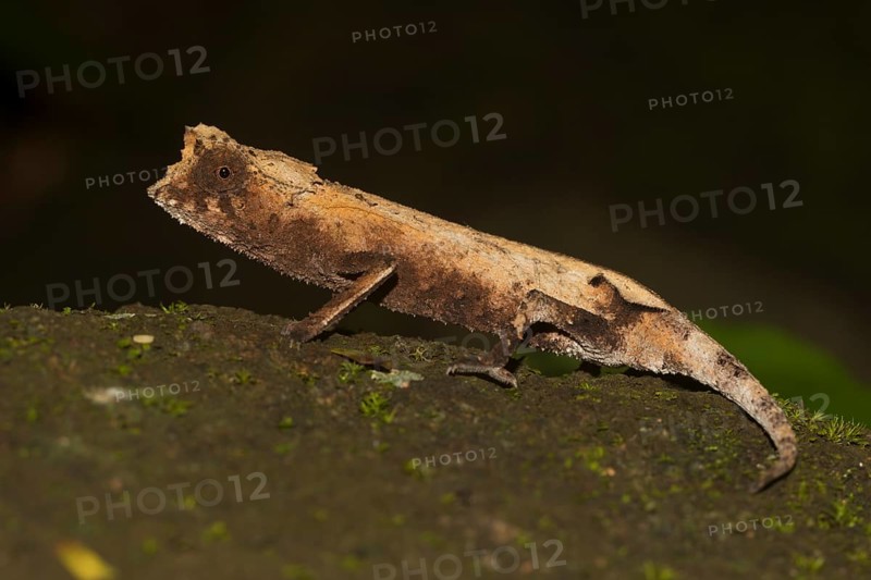 Plated leaf chameleon
