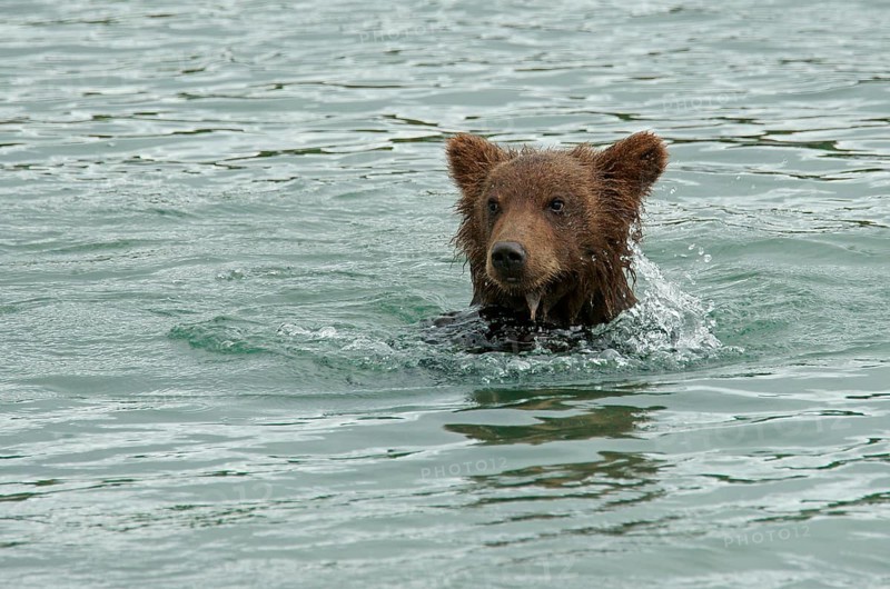 Brown bear