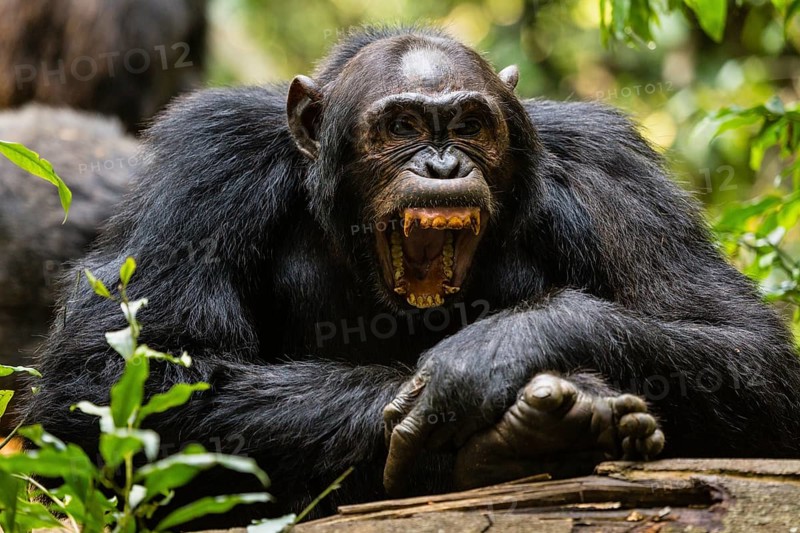 Common chimpanzee